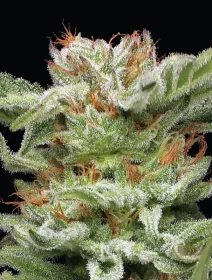 Humboldt Seed Company Blueberry Muffin - 5 feminized seeds