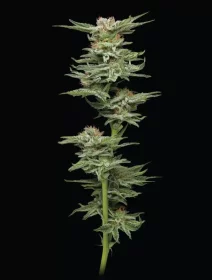 Humboldt Seed Company Blueberry Muffin - 5 feminisierte Samen