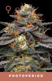 Humboldt Seed Company Vanilla Frosting - 5 feminized seeds