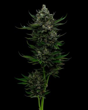 Humboldt Seed Company All Gas OG AUTO - 5 automatisierte...