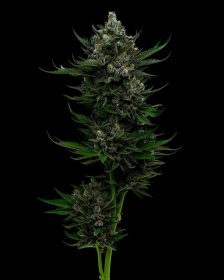 Humboldt Seed Company All Gas OG AUTO - 5 automatisierte Samen