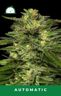 Humboldt Seed Company Dream Queen AUTO - 5 autoflowering...