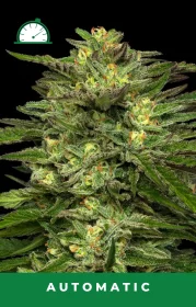 Humboldt Seed Company Dream Queen AUTO - 5 automated seeds