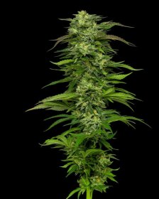 Humboldt Seed Company Dream Queen AUTO - 5 autoflowering Samen