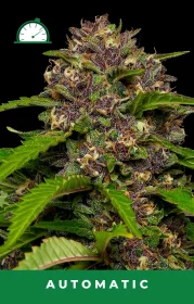 Humboldt Seed Company Squirt AUTO - 5 automated seeds