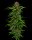 Humboldt Seed Company Squirt AUTO - 5 autoflowering Samen