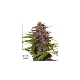 Dutch Passion Forbidden Cherry AUTO - 3 automated seeds