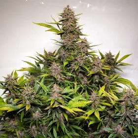 Dutch Passion Forbidden Cherry AUTO - 3 autoflowering Samen