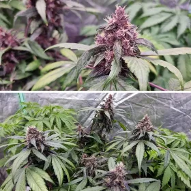 Dutch Passion Forbidden Cherry AUTO - 3 autoflowering Samen