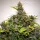 Dutch Passion Forbidden Cherry AUTO - 3 autoflowering Samen