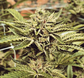 Humboldt Seed Organization Cinnamon Buddha OG - 3 feminized seeds