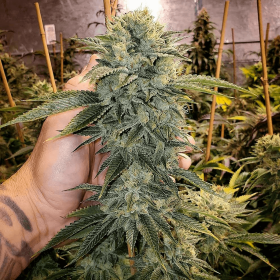 Humboldt Seed Organization LIMITED EDITION Geist OG Fast - 5 feminized seeds