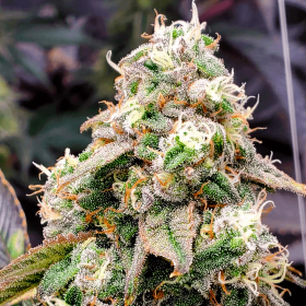 Humboldt Seed Organization LIMITED EDITION Gushers Fast - 5 feminized seeds