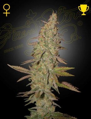 Green House Seed Co Arjan’s Ultra Haze #1 - 3 feminisierte Samen