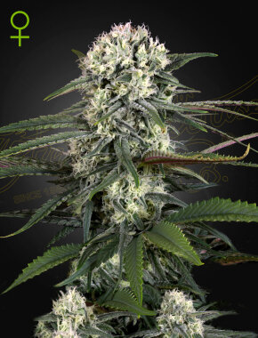 Green House Seed Co Bomb AUTO - 3 autoflowering Samen