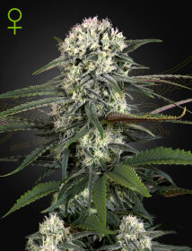 Green House Seed Co Bomb AUTO - 3 automated seeds