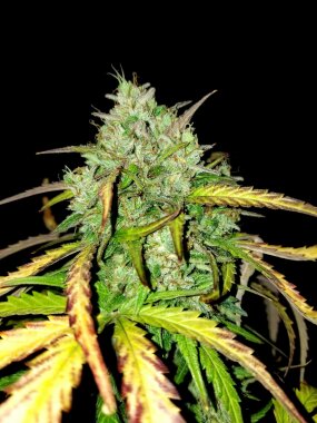 BSB Genetics Girl Scout Cookies AUTO - 5 automatisierte...