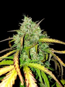 BSB Genetics Girl Scout Cookies AUTO - 5 automated seeds