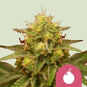 Royal Queen Seeds Royal Domina - 3 feminized seeds