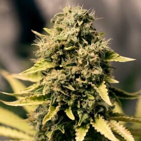 Royal Queen Seeds Royal Domina - 3 feminisierte Samen