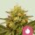 Royal Queen Seeds Royal Domina - 3 feminisierte Samen