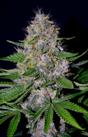 G13 Labs Apple Crumble - 5 feminized seeds