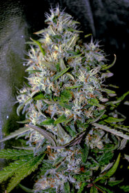 G13 Labs Apple Crumble - 5 feminized seeds