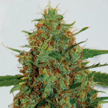 G13 Labs C99 - 5 feminisierte Samen