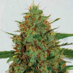 G13 Labs C99 - 5 feminized seeds