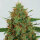 G13 Labs C99 - 5 feminisierte Samen