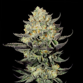 G13 Labs Face Mask - 5 feminized seeds