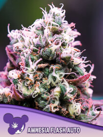 Anesia Seeds Amnesia Flash Auto - 3 automated seeds