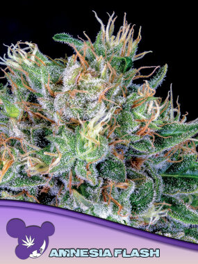 Anesia Seeds Amnesia Flash - 3 feminisierte Samen