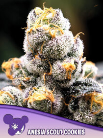 Anesia Seeds Anesia Scout Cookies - 3 feminized seeds