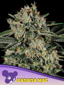 Anesia Seeds Banana MAC - 3 feminized seeds