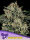 Anesia Seeds Banana MAC - 3 feminisierte Samen