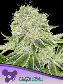 Anesia Seeds Cash Cow - 3 feminized seeds