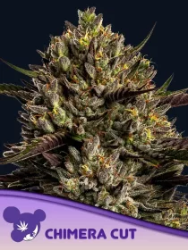 Anesia Seeds Chimera Cut - 3 feminized seeds