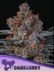 Anesia Seeds Dankberry - 3 feminized seeds