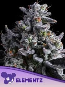 Anesia Seeds Elementz - 3 feminized seeds