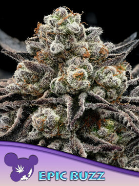 Anesia Seeds EPIC BUZZ - 3 feminisierte Samen