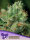 Anesia Seeds Afganica (Landrace Collection) - 3 feminisierte Samen