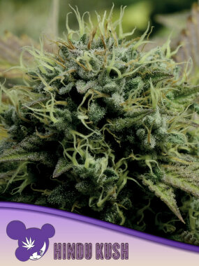 Anesia Seeds Hindu Kush (Landrace Collection) - 3...