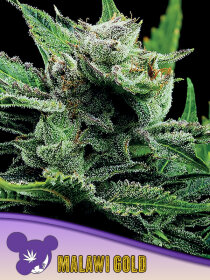 Anesia Seeds Malawi Gold (Landrace Collection) - 3 feminisierte Samen