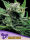 Anesia Seeds Malawi Gold (Landrace Collection) - 3 feminisierte Samen