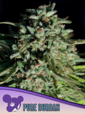 Anesia Seeds Pure Durban (Landrace Collection) - 3...