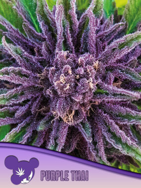 Anesia Seeds Purple Thai (Landrace Collection) - 3...