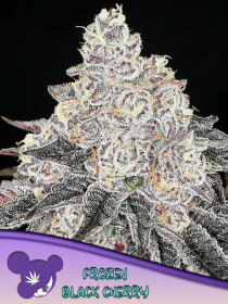 Anesia Seeds Frozen Black Cherry - 3 feminisierte Samen