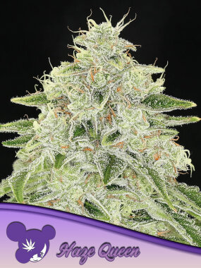 Anesia Seeds Haze Queen - 3 feminisierte Samen