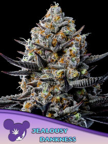 Anesia Seeds Jealousy Dankness - 3 feminized seeds